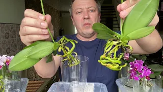 какие КОРНИ ОРХИДЕИ готовы к пересадке орхидей фаленопсисов