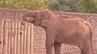 Buffalo Zoo losing Asian elephants