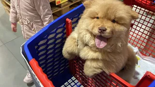 Toby goes shopping