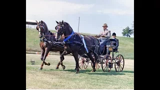 AMERICA'S FIRST HORSE BREED