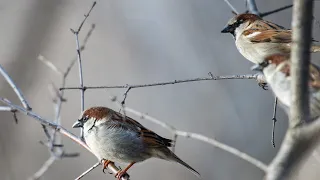 15 интересных фактов о воробьях