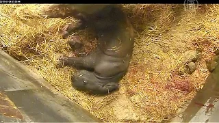 Зоопарк показал, как родился детёныш носорога (новости)