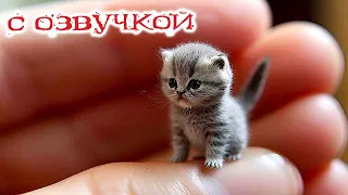ПРИКОЛЫ С КОТАМИ - С ОЗВУЧКОЙ - Самые Смешные Животные - Смешное видео с котами!