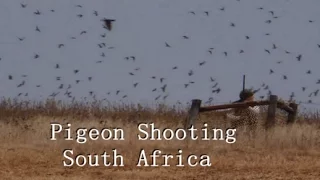 Pigeon Shooting in South Africa in 2024