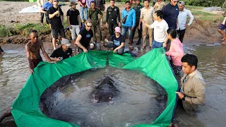New World Record! Largest Freshwater Fish Caught in Mekong River on June 13th | Cambodia