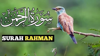 Surah Rahman Full HD Arabic Text || surat rahman pani Patti Voice || Episode 19 || Prho Quran