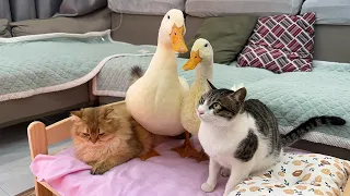 The little duck grew up and bullied the kitten😤! The kitten is very angry💢! 😂So funny and cute!