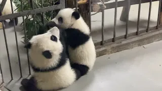 小北辰和他的好朋友艾斯（扁扁）｜大熊猫宝宝