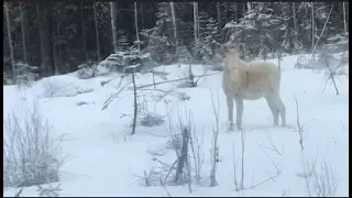 Rare White Moose in Parkano, Finland