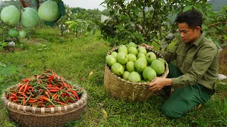 Paint the wall for the kitchen, harvest sweet guava and chili to bring to the market to sell EP 48