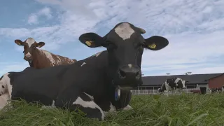 La semaine verte | L'herbe est-elle plus verte chez le voisin?