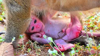 Newborn baby monkey look so sad when monkey mom not hug
