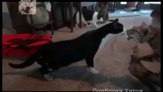 Смешные кошки Прикольные животные Funny Cats 6 Compilation ~ Cute Cat Videos Ever ~