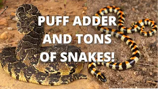 PUFF ADDER AND VENOMOUS SNAKES!