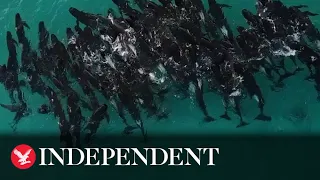 More than 80 pilot whales huddle together before beaching in Western Australia