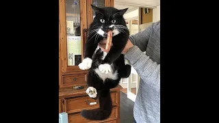 😺 Caught in the act! 🐈 Funny video with cats and kittens for a good mood! 😸