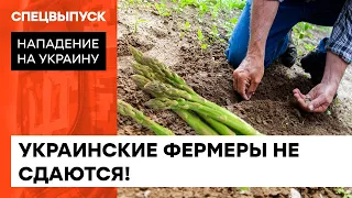 Costs have doubled: how farmers grow asparagus despite the war — ICTV