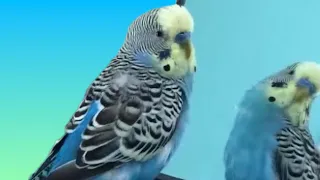 Raisin the budgie talking + dancing laughing and yelling at the other birds 🦜♥️