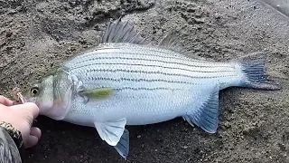 White Bass and Wipers on Inline Spinners! Catching TONS!