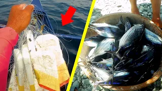 Skipjack Tuna "Tulingan" Traditional Fishing using Small Shrimp "Alamang" as Bait (Catch and Sell)