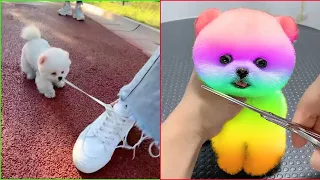 Chó Phốc Sóc Mini - Funny and Cute Pomeranian Videos 😍 #4