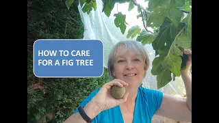 HOW TO CARE FOR A FIG TREE / HOW TO GET THE BEST HARVEST FROM YOUR FIG TREE