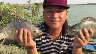 TOP20 Videos-Ever awesome colorful lucky day,  colorful Molly Fish at ​water mimosa lake with basket