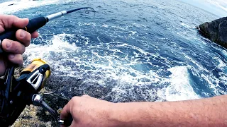 Nice Black Drummer Rock Fishing NSW