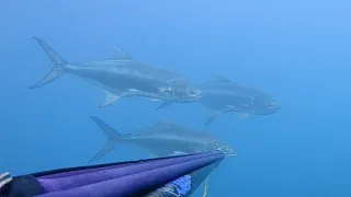 Λίτσα 🐟(Leerfish) 7 kg! Με ψαροντούφεκο. spearfishing.🤿