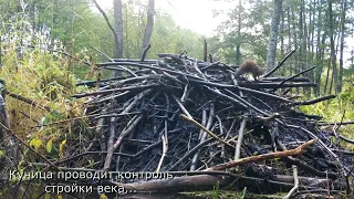 КАК БОБРЫ СТРОЯТ ХАТКУ часть 1. HOW BEAVERS BUILD A HUT part 1