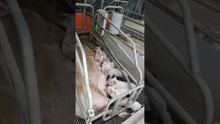 Modern Danish pig farm tour #pigfarm #DENMARK #viral