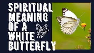 Spiritual Meaning of a White Butterfly.The Spiritual Meaning of a White Butterfly .New Video 2023