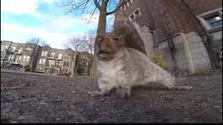 Squirrel steals camera and runs up a tree