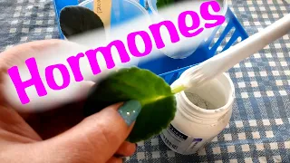 Propagating African violet leaves in water with rooting hormones vs without hormones **science exp**