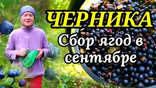 Сбор черники в сентябре Беларусь. ЧЕРНИКА 2023. Последний Сбор!!!