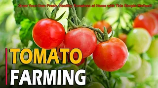 tomato farming | Grow tomatoes for your family with this method, you won't have to buy tomatoes