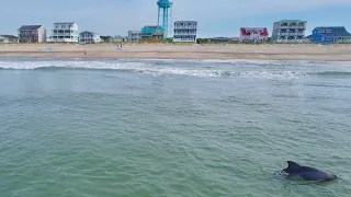 Dolphins Off Oak Island Coast