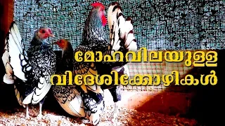 Fancy hen breeding | Ernakulam | വിനോദത്തിനും വരുമാനത്തിനും ഫാൻസി കോഴി വളർത്തൽ