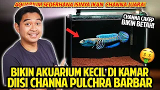 BIKIN AQUARIUM KECIL DI KAMAR! ISINYA CHANNA PULCHRA BOCIL BARBAR! AQUARIUM SEDERHANA ISI IKAN JUARA