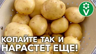 НЕСКОНЧАЕМЫЙ УРОЖАЙ КАРТОФЕЛЯ без мелких клубней!