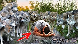 Wolves Surrounded This Man, He Thought it was The End, But Something Unexpected Happened!