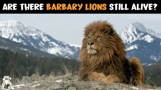 Are There Barbary Lions Still Alive?