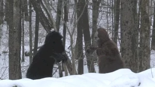 BIGFOOT vs SASQUATCH