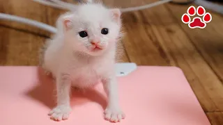 Day11．Cat jumps into rescue kitten's isolation room after chasing a bug.