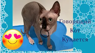 ГовоРЯЩий СфиНКС купАЕТСя и РУГаетСЯ