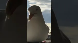 My Pet Seagulls About To Have Babies... So He Needs Calcium!