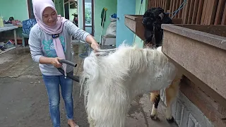 Beautiful Woman care Big Goat | Goat Farm in Village