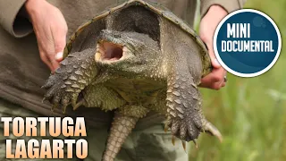 Tortuga lagarto (mini documental) Chelydra serpentina