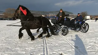 Armasarii Capitanu si Randunel a dl. Chirila de la Putna-BucovinaNou