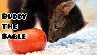 Домашний соболь Бадди мило, ворует помидор  |  cute Buddy the sable is adorably stealing the tomato